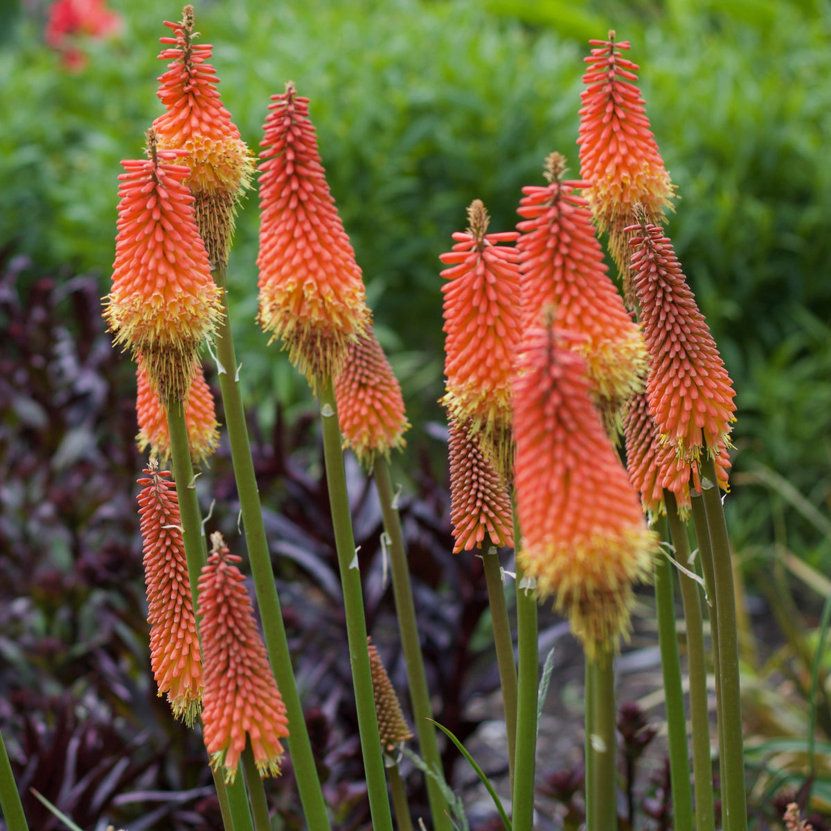 Vuurpijl 'Alcazar' - Kniphofia 'alcazar' - Willemse
