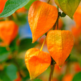 Goudbes 'Gigantea' - Willemse
