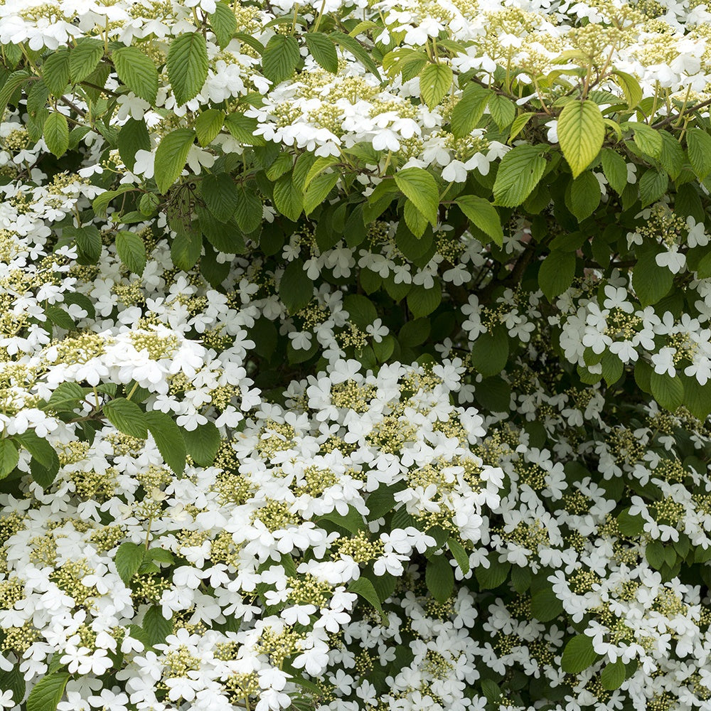 Viburnum plicatum 'watanabe' - Japanese sneeuwbal - Sneeuwbal (Viburnum)
