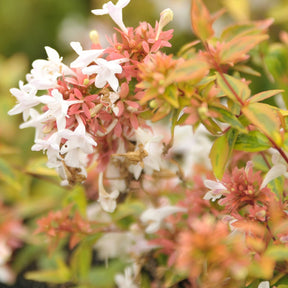 Bonte Abelia - Willemse