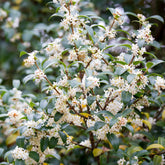 Osmanthus burkwoodii - Schijnhulst Brukwoord - Wintergroene planten