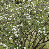 Sneeuwbal Burkwoord - Viburnum burkwoodii - Willemse