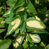 Japanese kardinaalsmuts Sunspot - Euonymus fortunei sunspot - Willemse