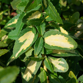 Japanese kardinaalsmuts Sunspot - Euonymus fortunei sunspot - Willemse