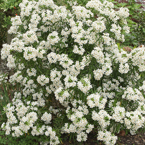 Mexicaanse oranjebloesem 'Aztec Pearl' - Choisya Aztec Pearl - Willemse