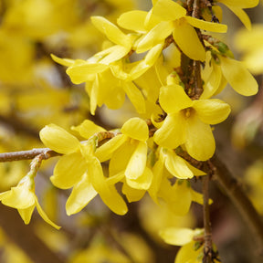 Forsythia Marée d'Or ® - Chinees klokje 'Marée d'Or'® - Bloeiende heesters