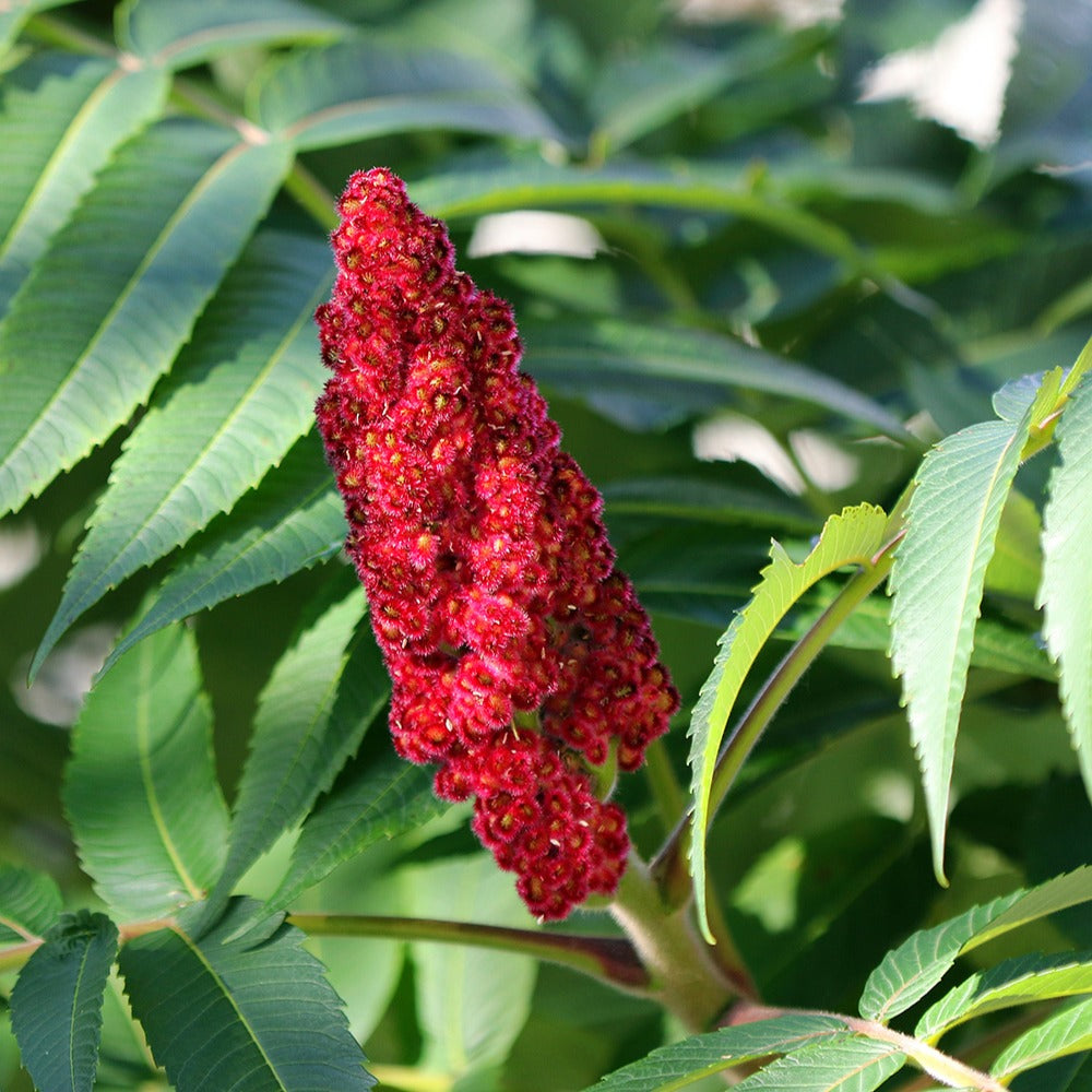 Heesters - Fluweelboom - Rhus typhina