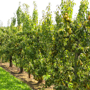 Perenboom 'Abate Fetel' - Willemse