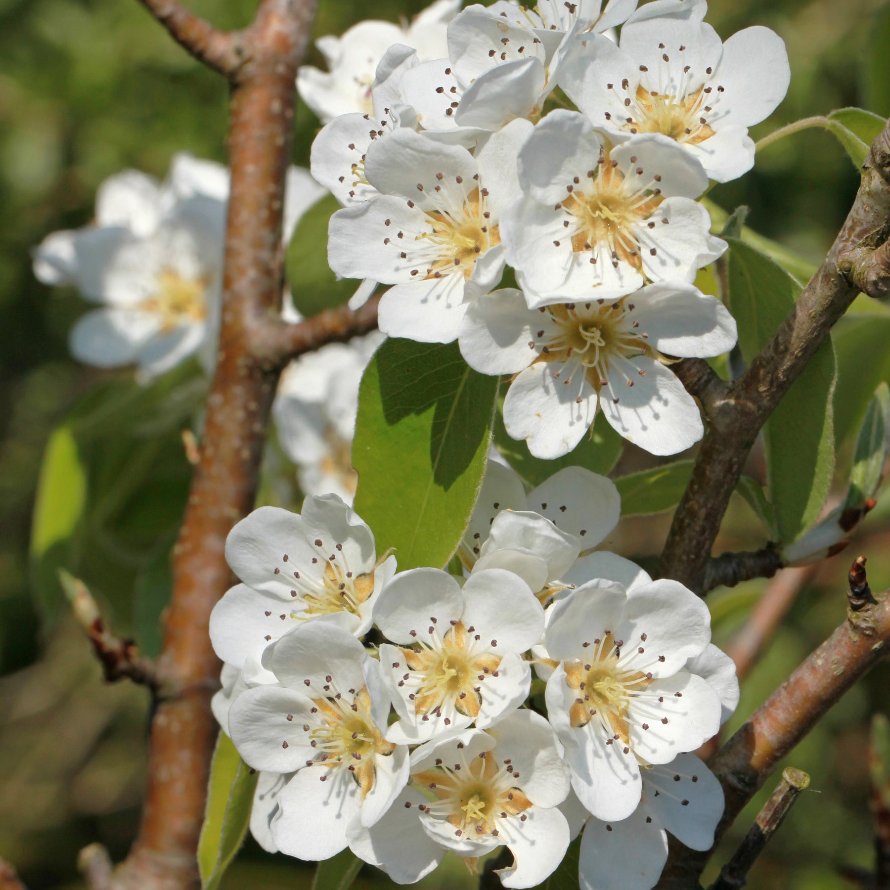 Perenboom 'Abate Fetel' - Pyrus communis abate fetel - Willemse