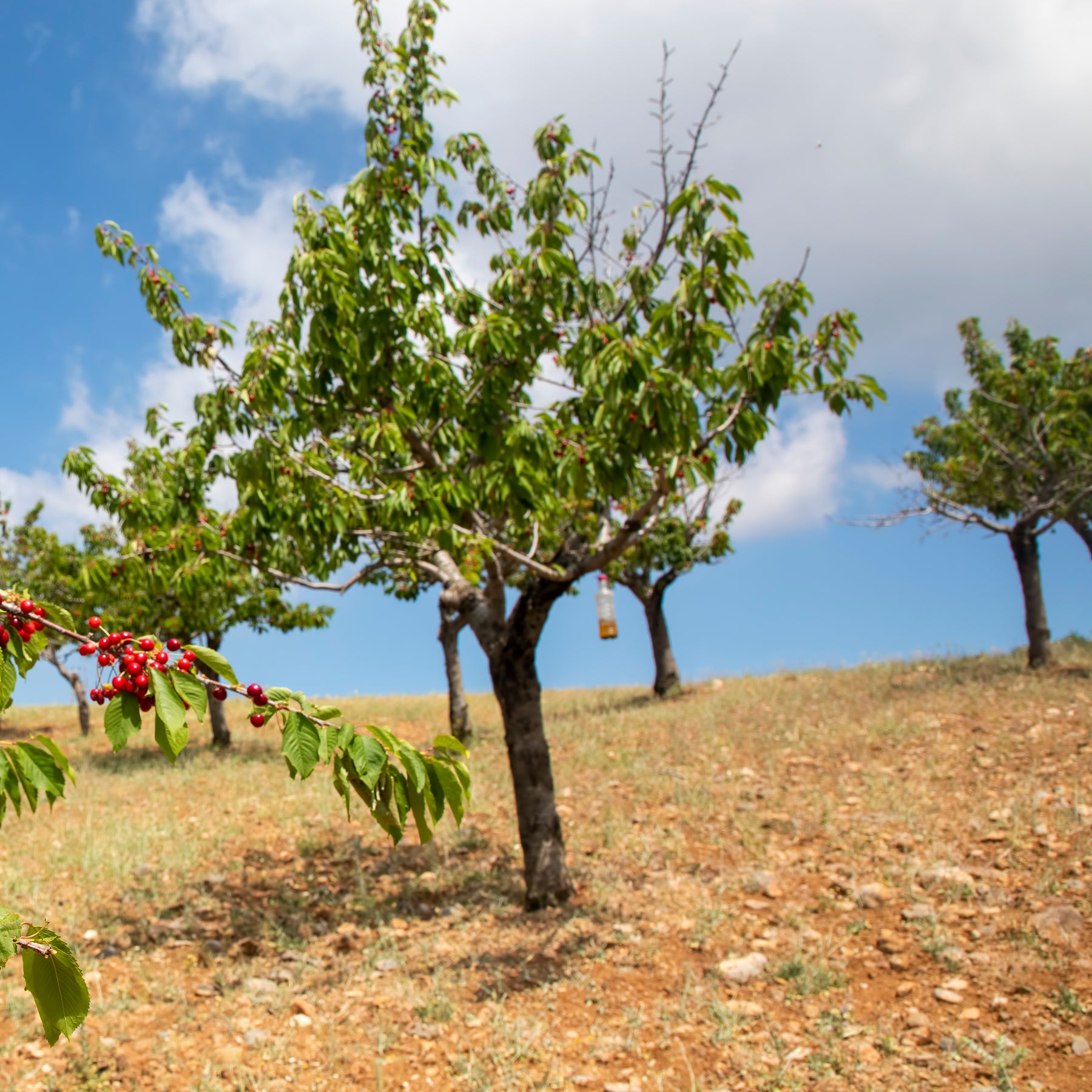 Zoete kers 'Coeur de Pigeon' - Prunus avium coeur de pigeon - Willemse