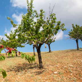 Zoete kers 'Coeur de Pigeon' - Prunus avium coeur de pigeon - Willemse