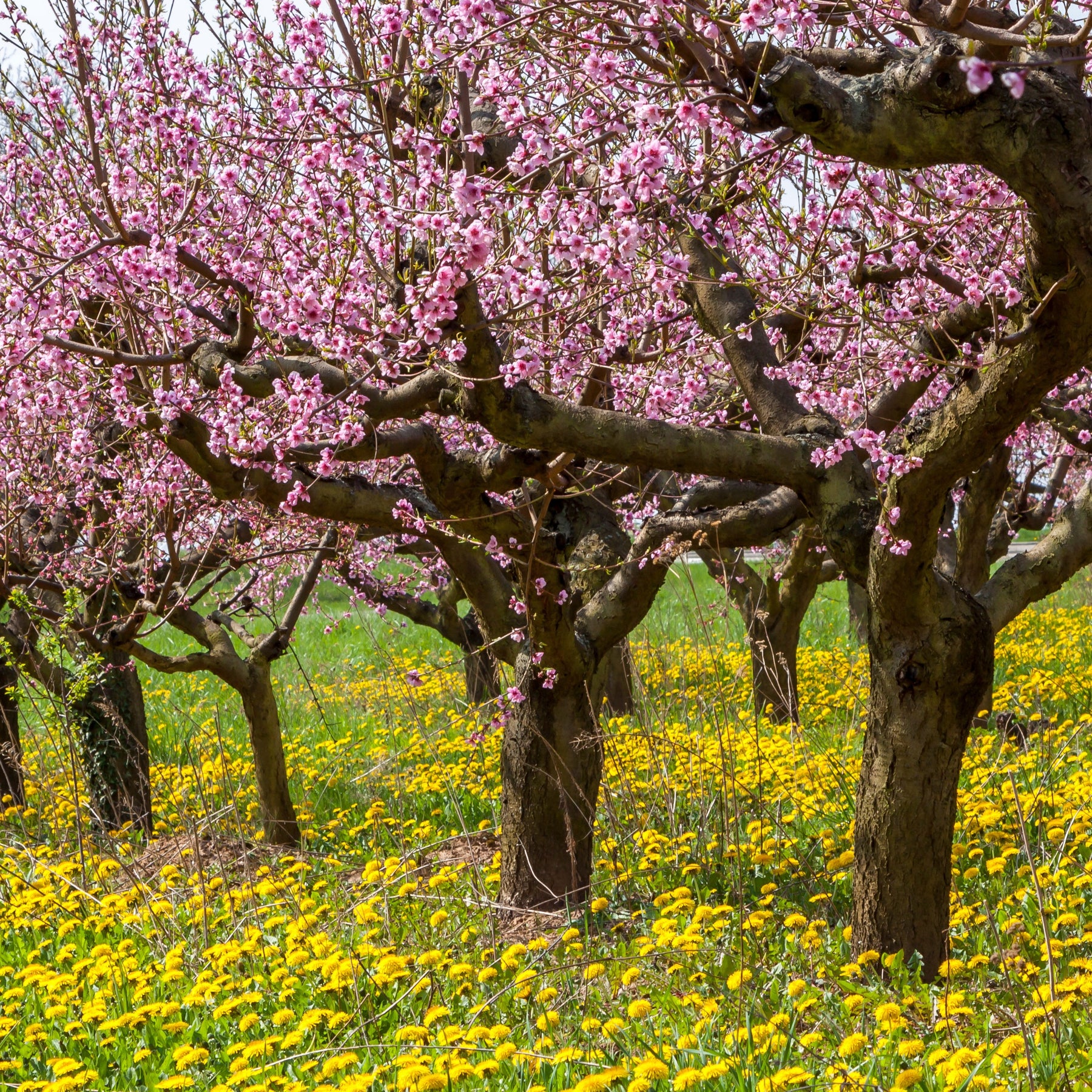 Perzik 'Red Haven' - Prunus persica red haven - Willemse
