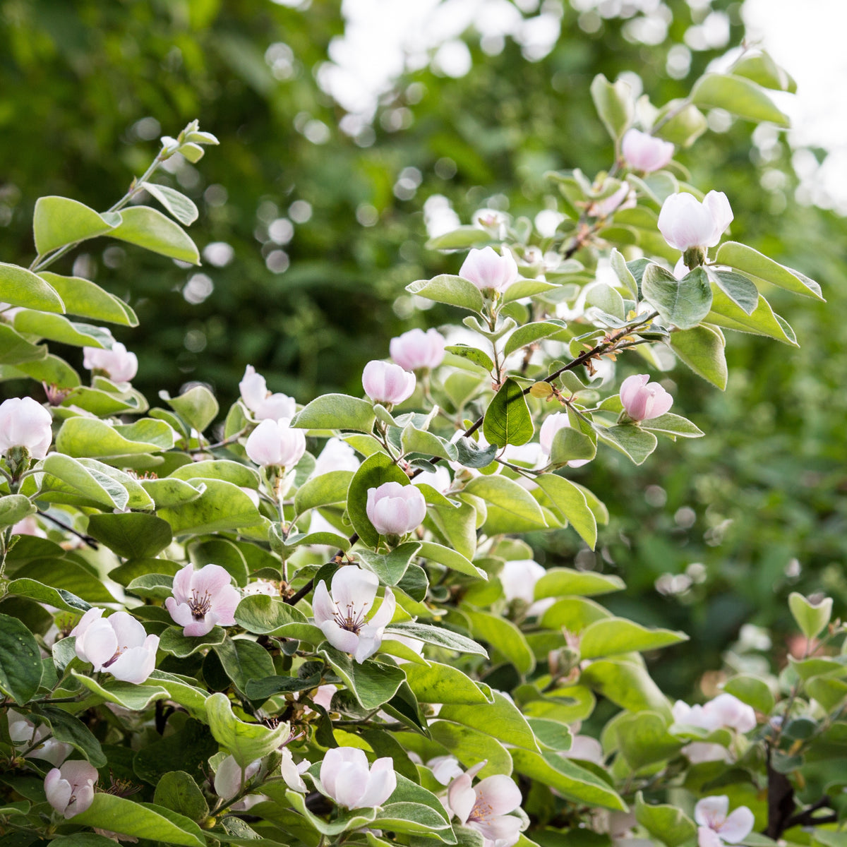 Cydonia oblonga - Kweepeer - Fruitbomen