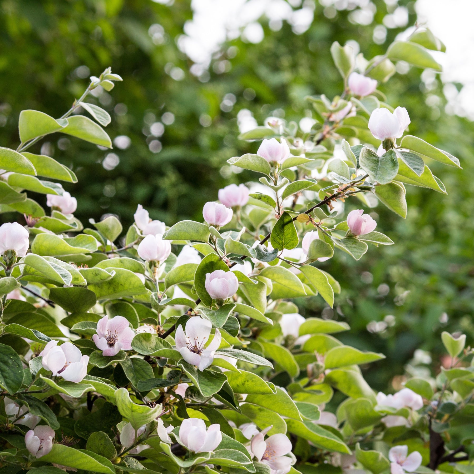 Cydonia oblonga - Kweepeer - Fruitbomen