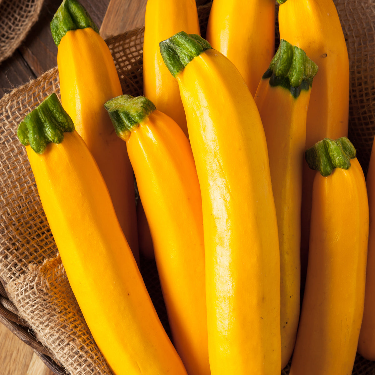 Courgette 'Lingodor F1' - Willemse