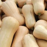 Flespompoen 'Butternut Sibelle' - Willemse