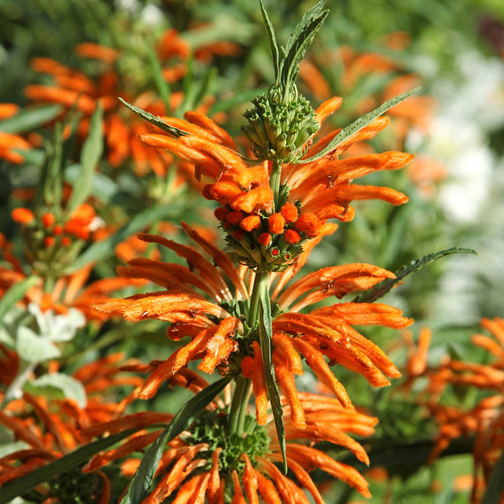 Leeuwestaart - Leonotis leonurus - Willemse