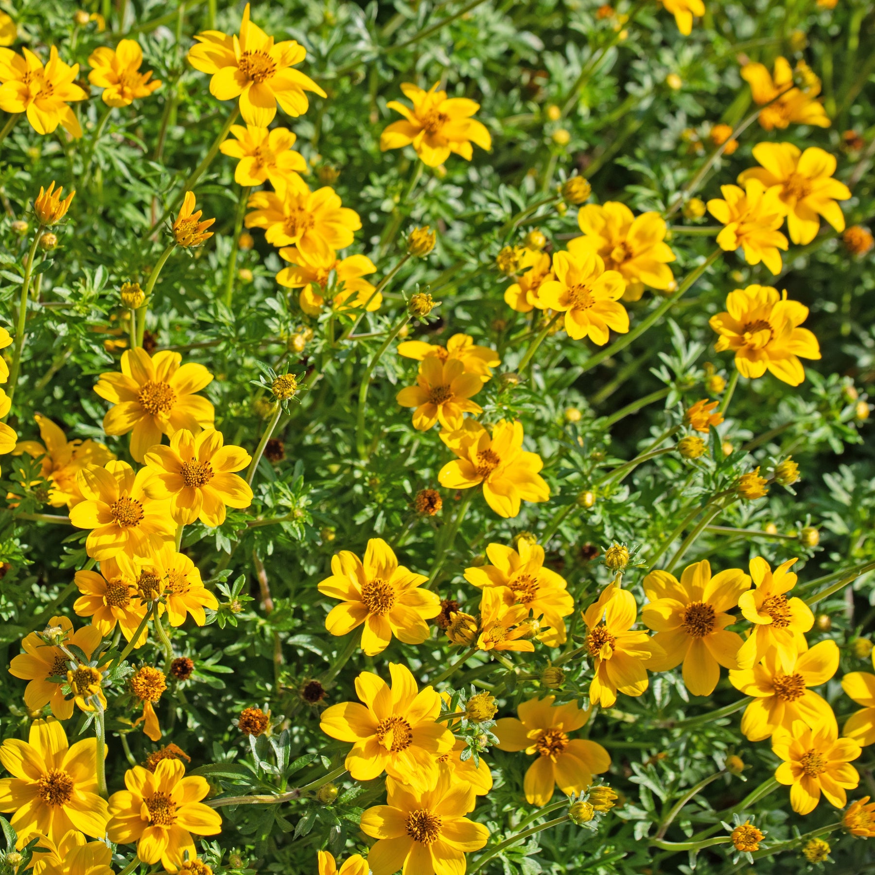 Bidens (x3) - Bidens ferulifolia - Willemse