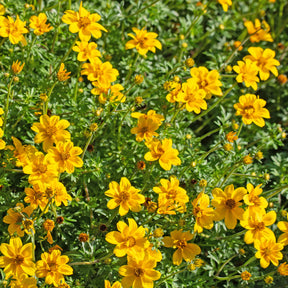 Bidens (x3) - Bidens ferulifolia - Willemse