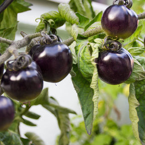 Kerstomaat 'Tartufo' - Solanum lycopersicon tartufo - Willemse