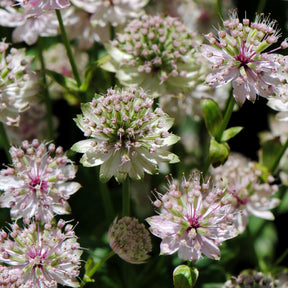 Zeeuwsknoopje 'Buckland' - Astrantia major Buckland - Willemse