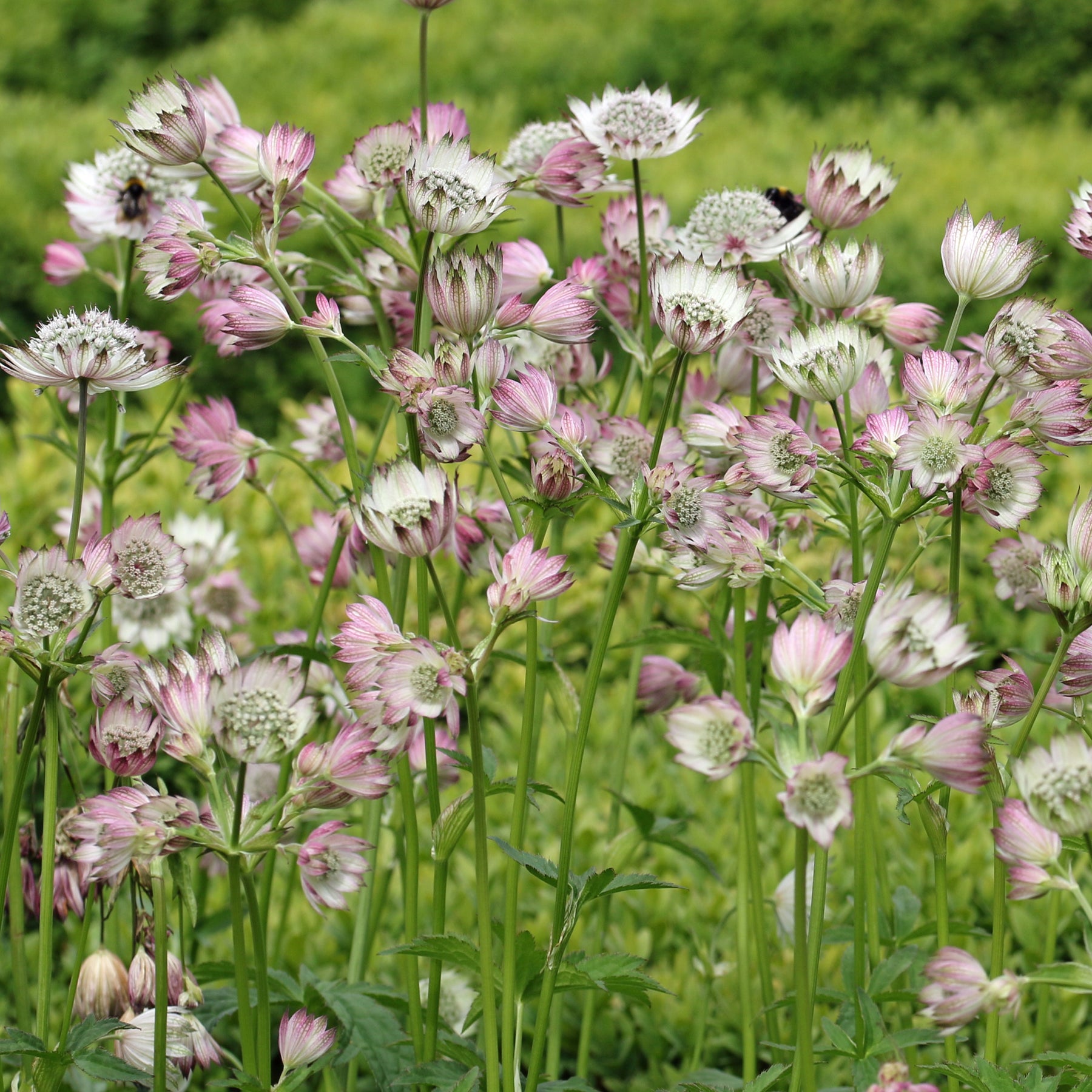 Astrantia - Zeeuwsknoopje 'Buckland' - Astrantia major Buckland
