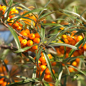Duindoorn Friesdorfer Orange - Willemse