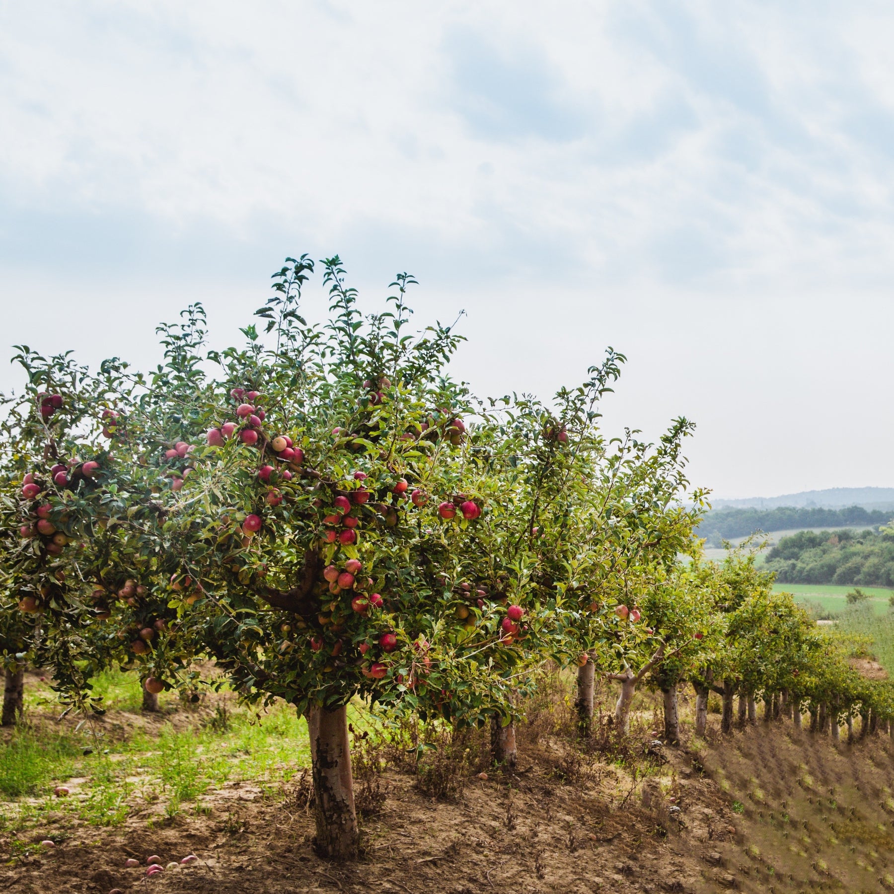 Appelboom 'Red Chief' - Malus domestica 'red chief' - Willemse