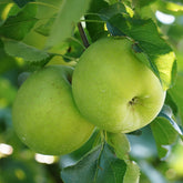 Appelboom 'Granny Smith' - Willemse
