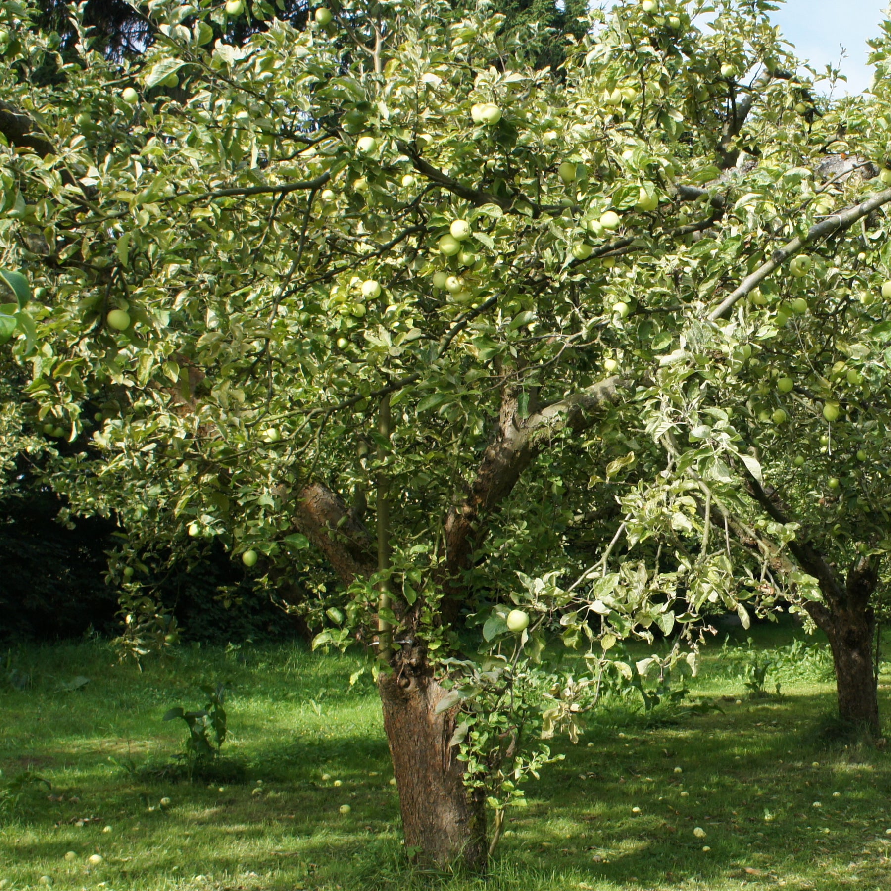 Appelboom 'Granny Smith' - Malus domestica 'granny smith' - Willemse
