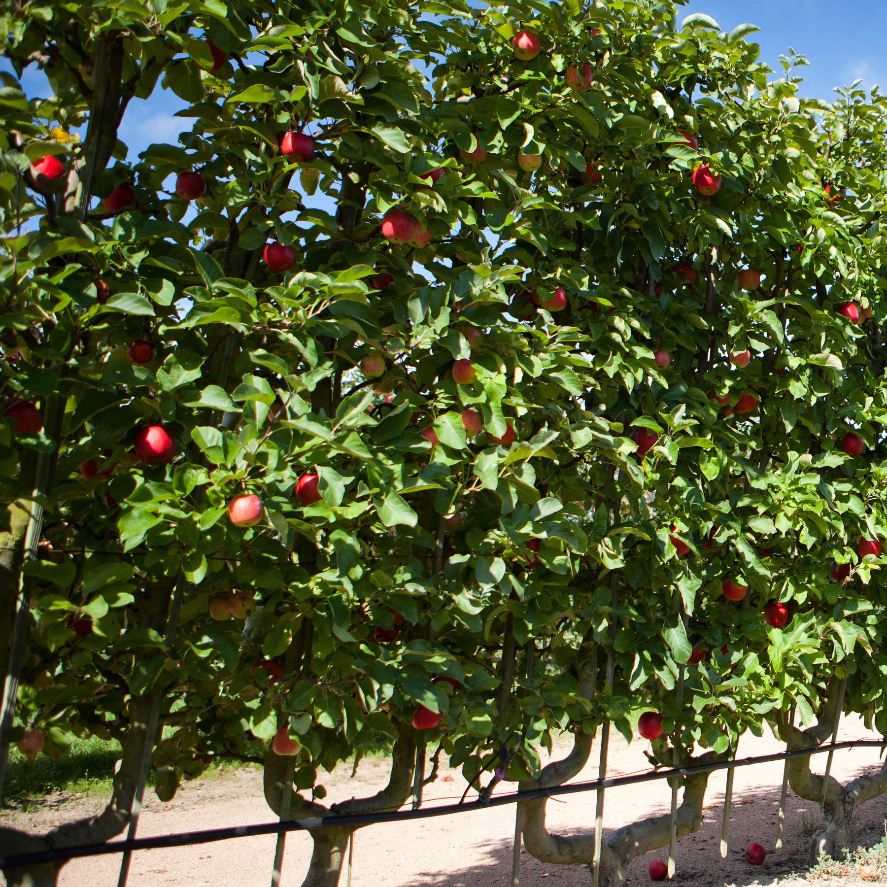 Appelboom 'Starking Delicious' - Malus domestica 'starking delicious' - Willemse