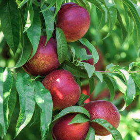 Nectarine 'Big Top' - Willemse