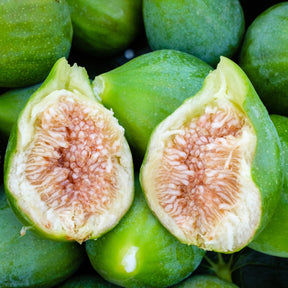 Vijgenboom 'Fiorone' - Willemse