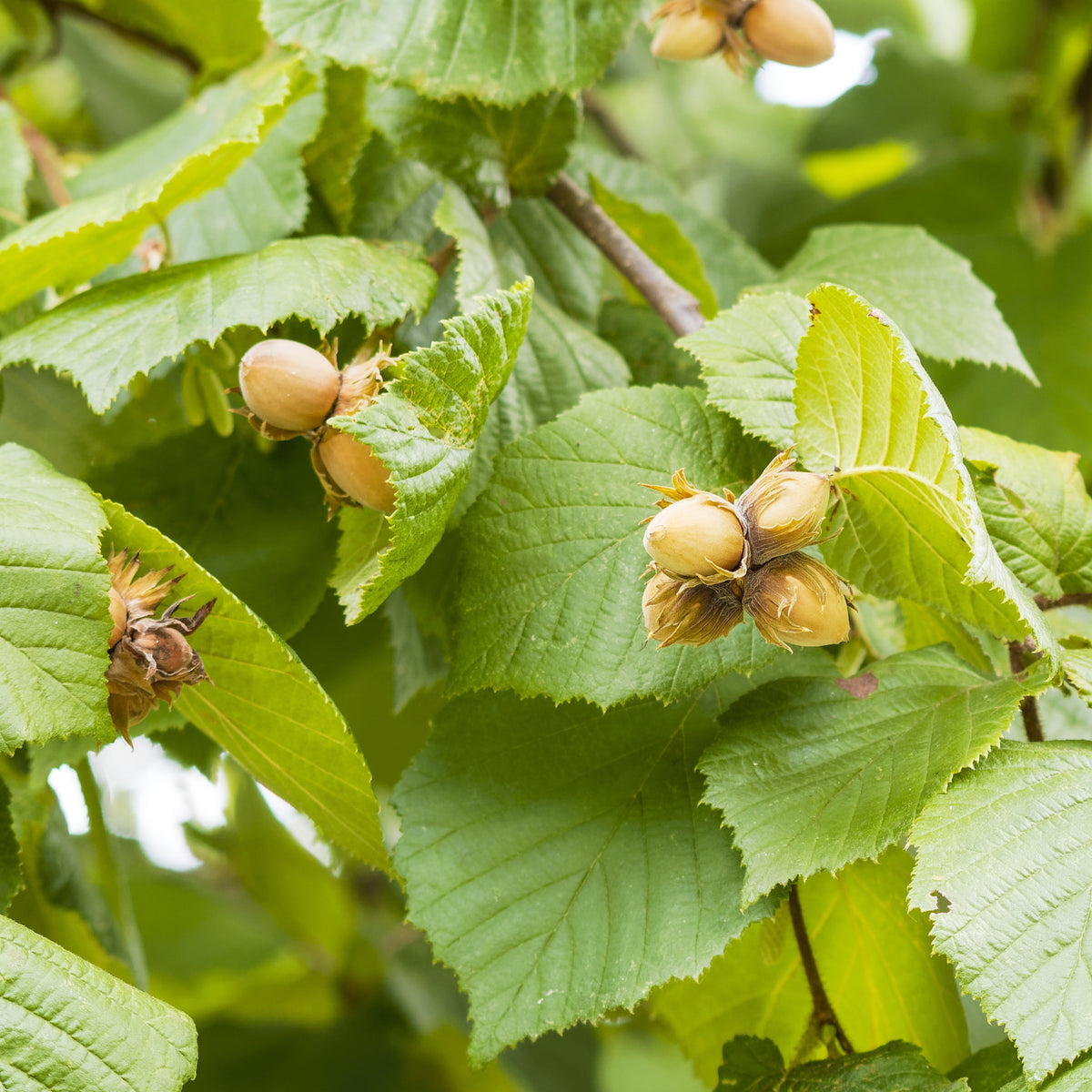 Hazelaar 'Ronde de Piémont' - Corylus avellana Ronde du Piémont - Willemse