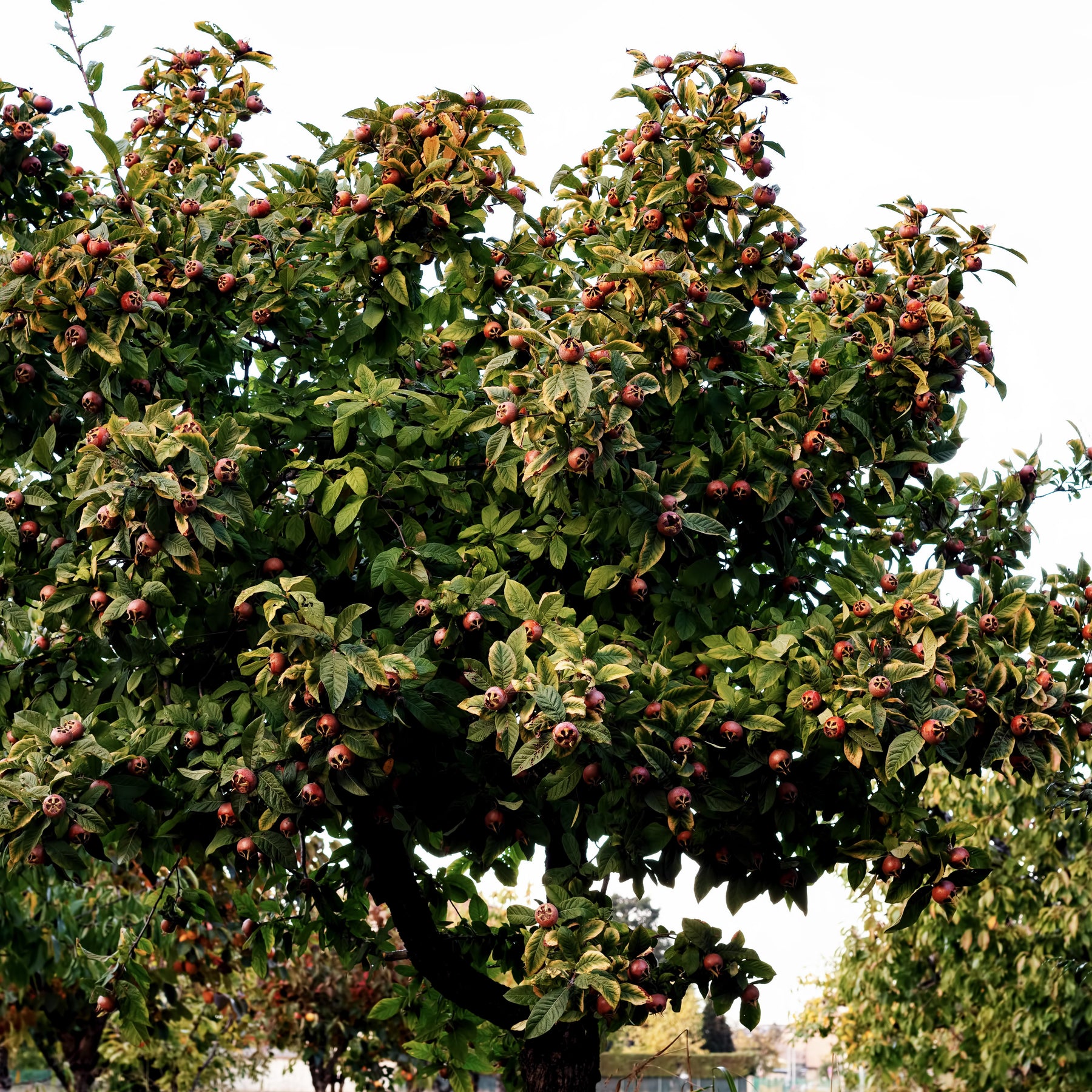 Mispel - Mespilus germanica - Willemse