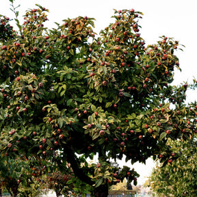 Mispel - Mespilus germanica - Willemse