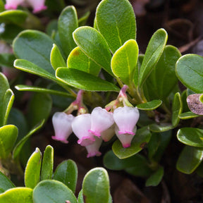 Beredruif - Arctostaphylos uva-ursi - Willemse