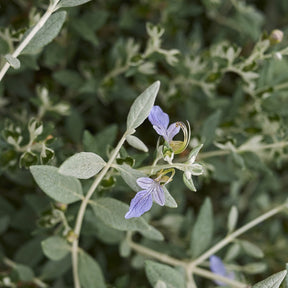 Gamander 'Azureum' - Teucrium fruticans 'azureum' - Willemse