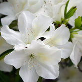 Azalea 'Palestrina' - Azalea palestrina - Willemse