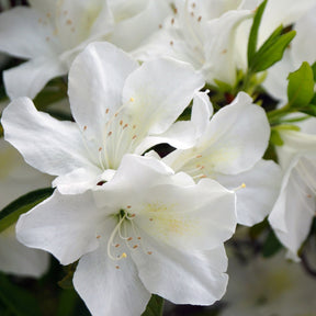 Azalea 'Palestrina' - Azalea palestrina - Willemse
