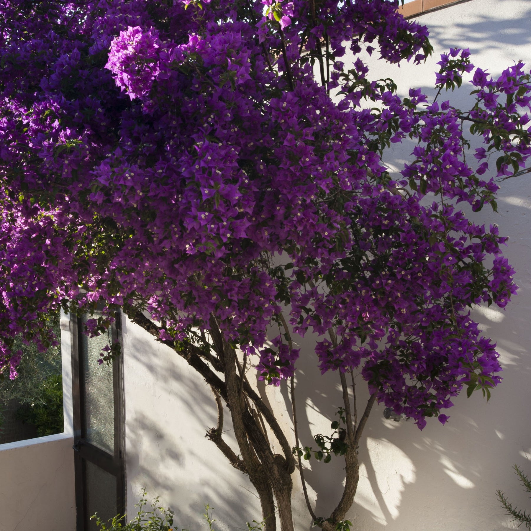 Bougainville - Bougainville 'Violet de Mèze' - Bougainvillea 'violet de mèze'