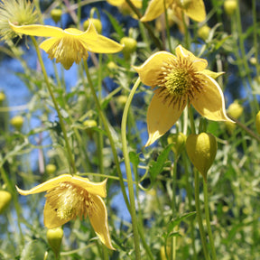 Bosrank 'Little Lemons' - Clematis 'little lemons' - Willemse