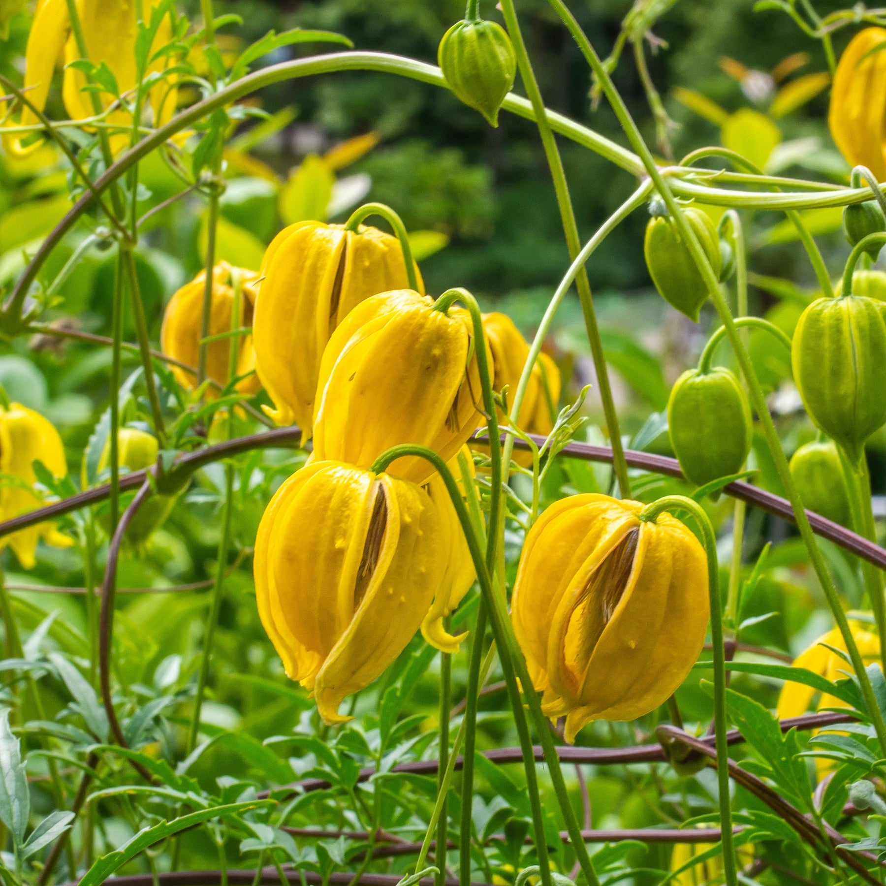 Clematis 'little lemons' - Bosrank 'Little Lemons' - Bloeiende vaste planten