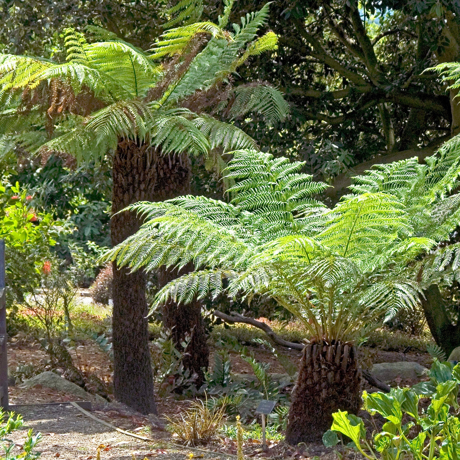 Dicksonia antarctica - Tasmaanse boomvaren - Varens