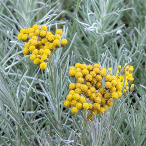 Helichrysum italicum subsp. serotinum - Kerrieplant - Vaste planten