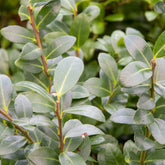 Japanse hulst - Ilex maximowicziana Kanehirae - Willemse