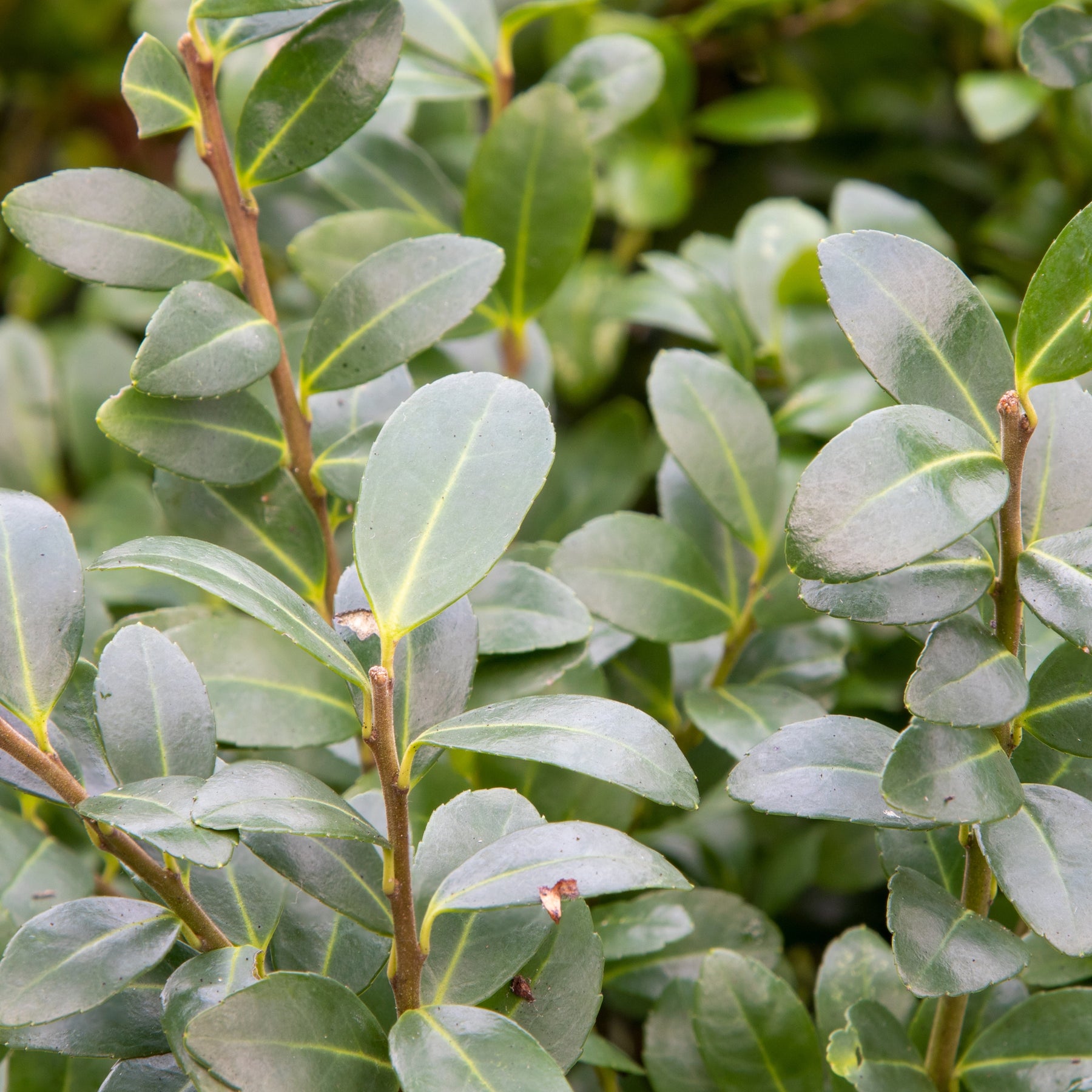 Japanse hulst - Ilex maximowicziana Kanehirae - Willemse