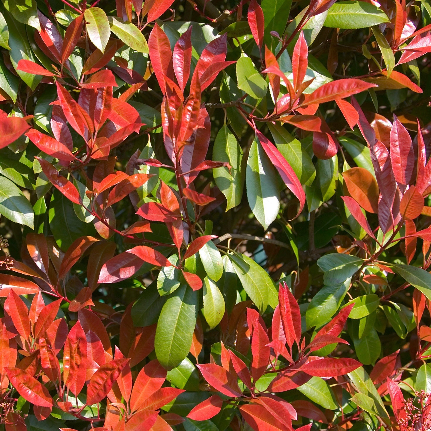 Glansmispel 'Carré Rouge' - Willemse