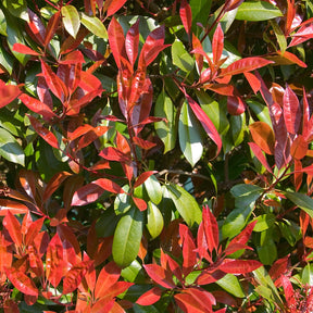 Glansmispel 'Carré Rouge' - Willemse