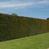 Venijnboom - Willemse